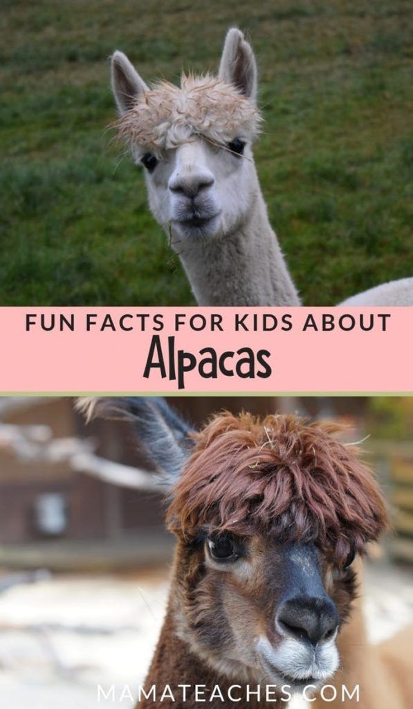 two llamas with the caption fun fact for kids about alpacas