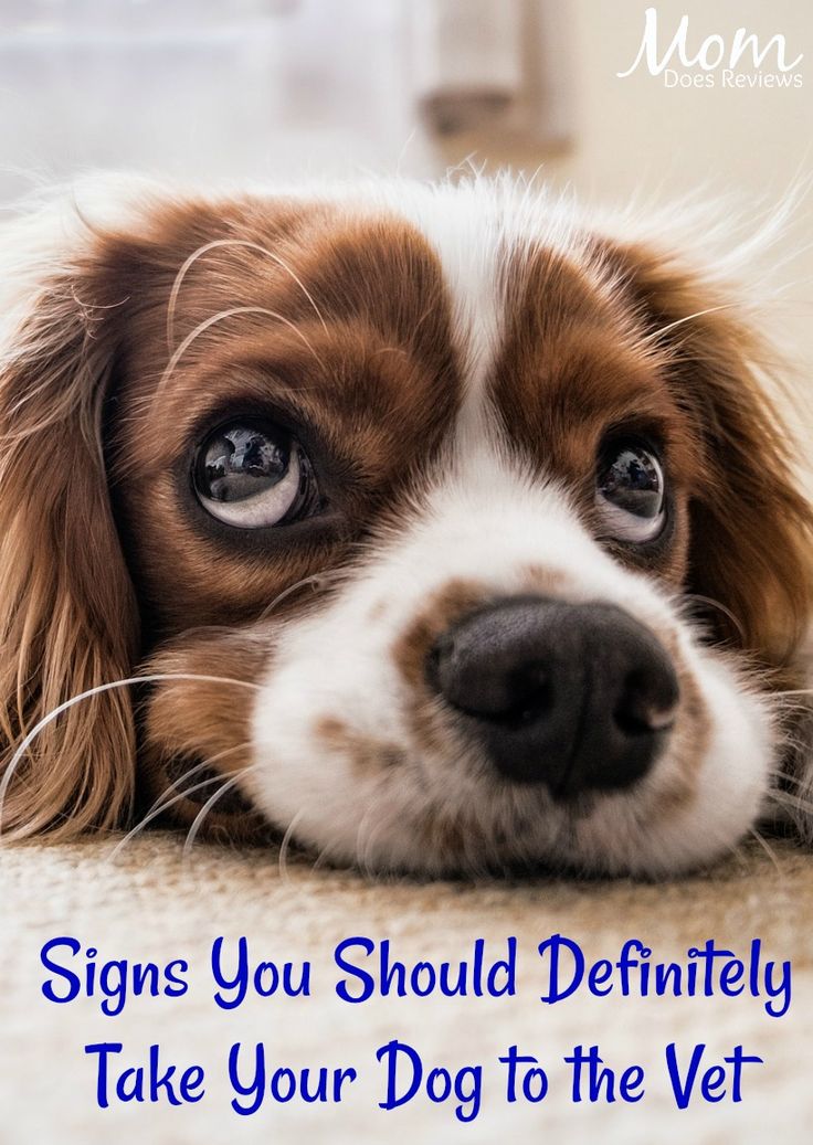 a brown and white dog laying on top of a floor next to a wall with the words signs you should definitely take your dog to the vet