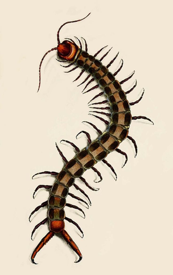 an image of a centipeus on a white background