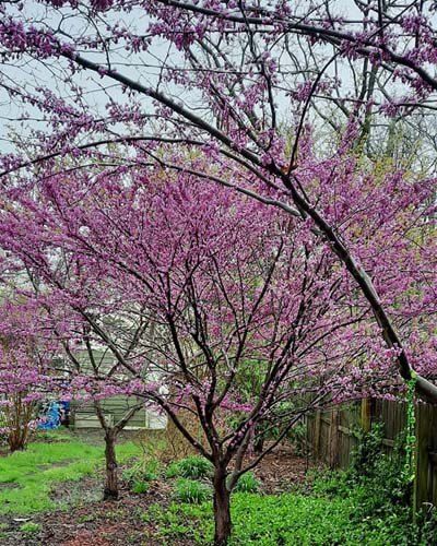 purple flowers are blooming on trees in the yard