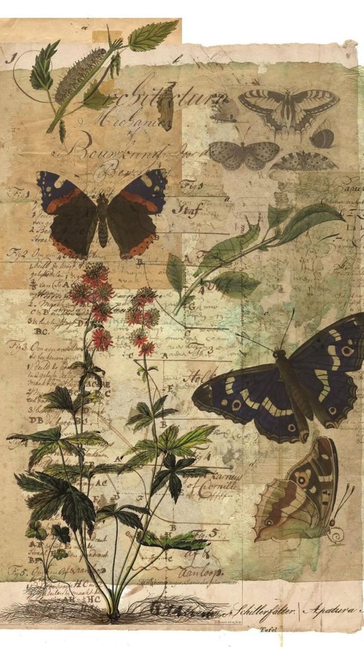 an image of butterflies and flowers on old paper