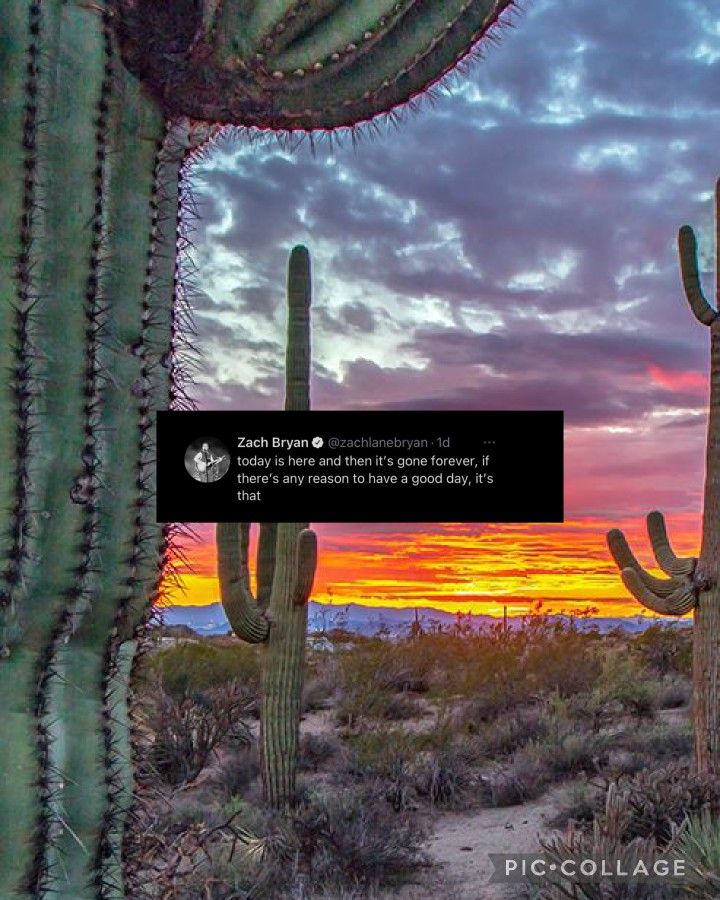 the sun is setting behind some cactus trees and there are two large cacti