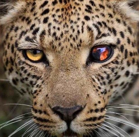 an image of a leopard with orange eyes