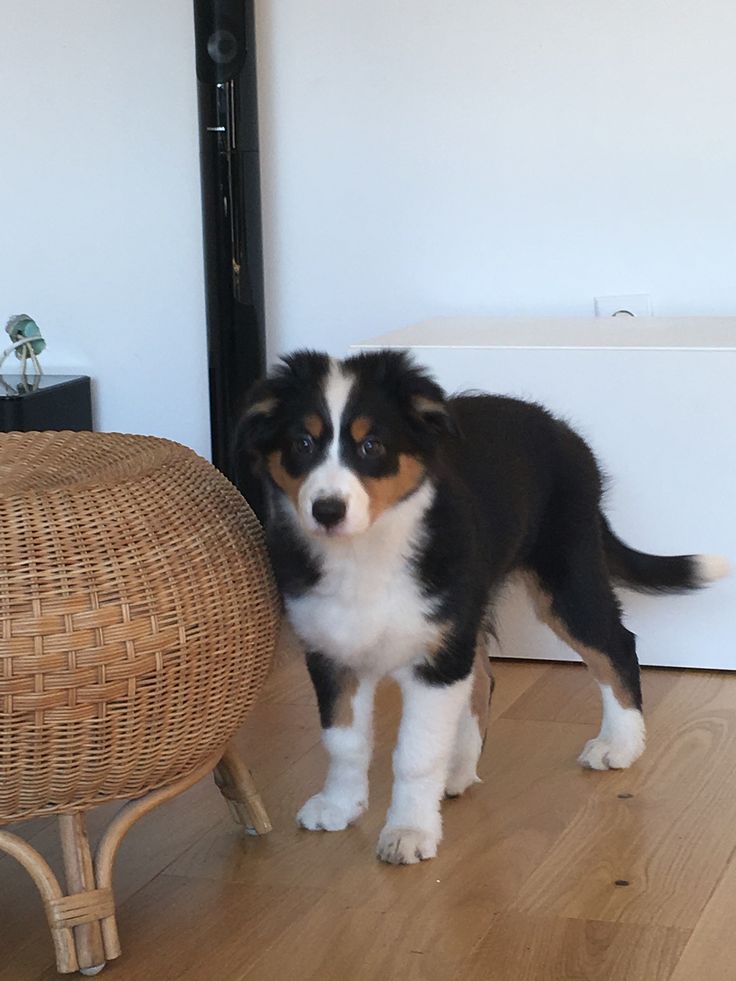 a black and white dog standing next to a wicker chair on a hard wood floor