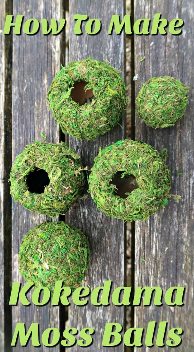 moss balls are arranged on a wooden surface with text overlay that reads how to make koretama moss balls