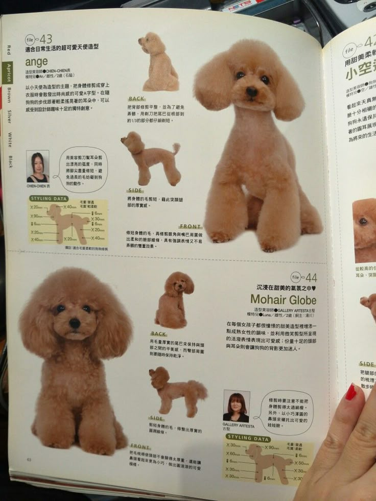 a person is holding an open book with pictures of poodles