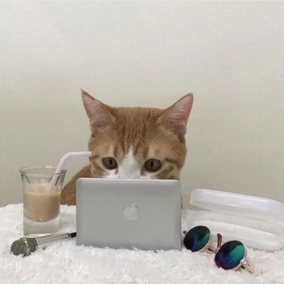 an orange and white cat sitting in front of a laptop computer on a bed with sunglasses