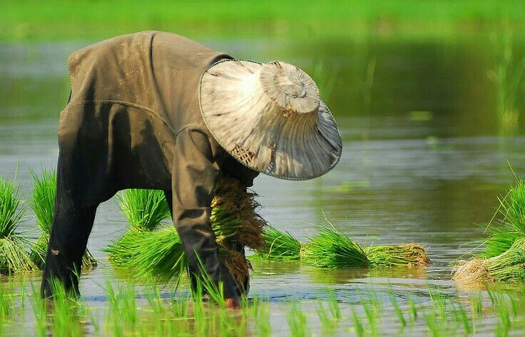 a man is standing in the water with his hat over his head and holding grass