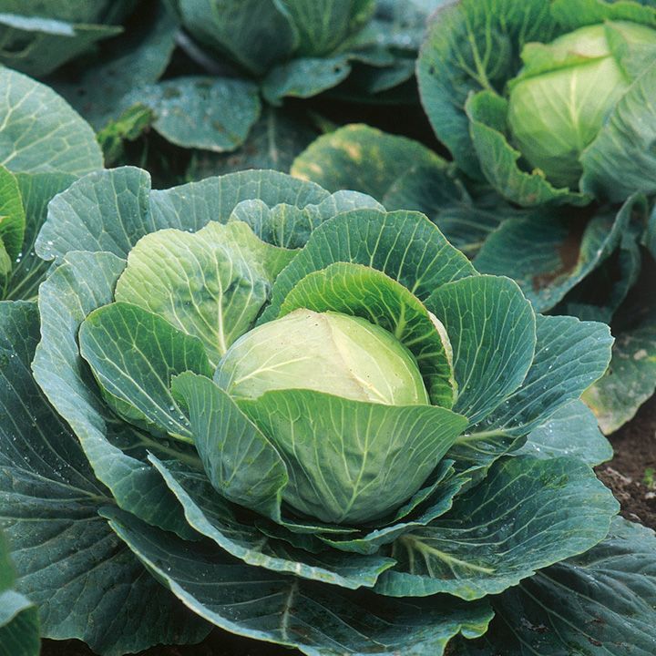 large green cabbage plants growing in the ground