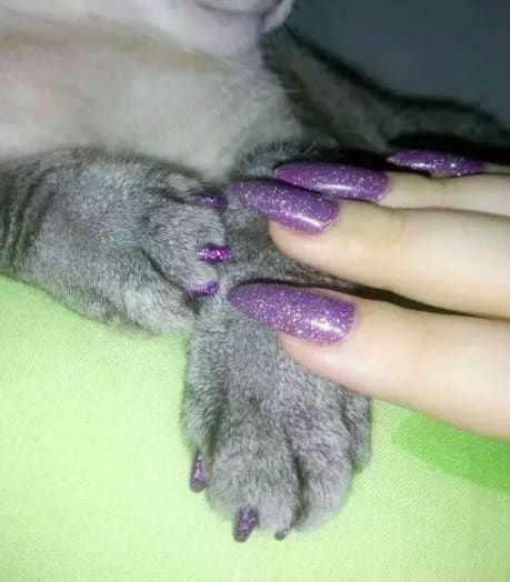 a cat with purple nails laying on top of someone's hand and the caption reads, how i'm trying to be