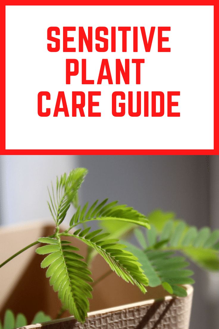 a plant in a pot with the words, how to make a houseplant plant care guide