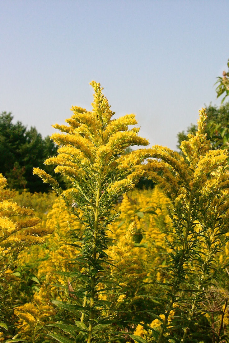 the yellow flowers are blooming in the field