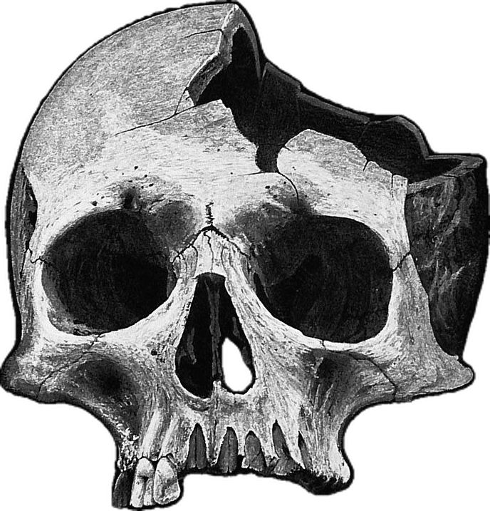 a black and white photo of a human skull