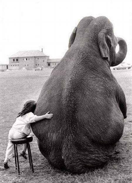 one of my favorite pics...my mom read the book that this picture is from called Modoc (a true story about a friendship between a boy and a elephant:) Cute Elephant Pictures, Elephant Pictures, Elephant Love, Appaloosa, An Elephant, Edgar Allan Poe, Cute Elephant, Jolie Photo, Quarter Horse