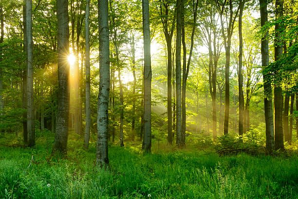 the sun is shining through the trees in the forest