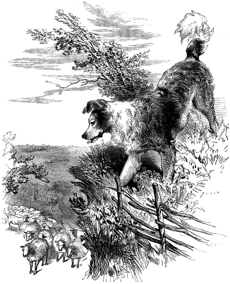 an old black and white drawing of a dog chasing a sheep