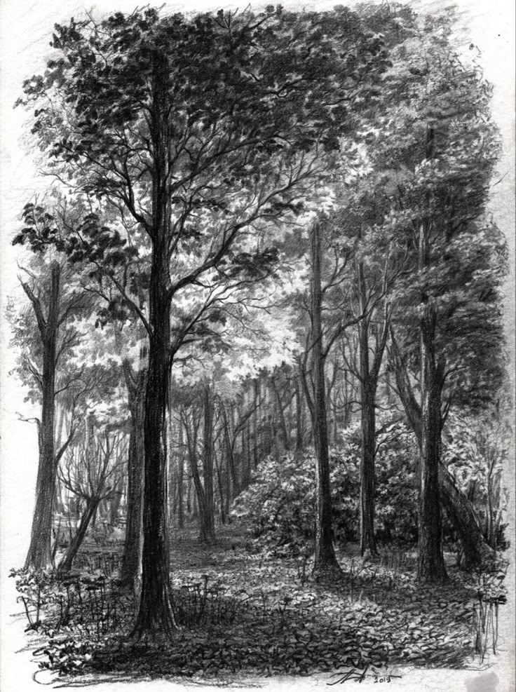 a black and white drawing of trees in the woods