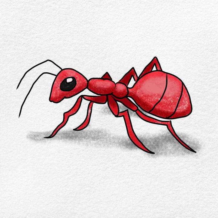 a red ant bug on a white background