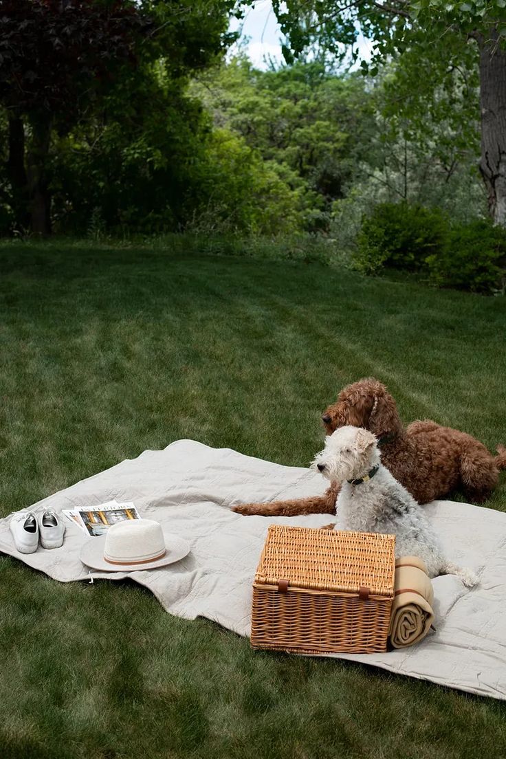 two dogs are sitting on a blanket in the grass, one is holding a picnic basket