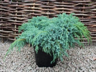 a potted plant sitting on top of a gravel covered ground