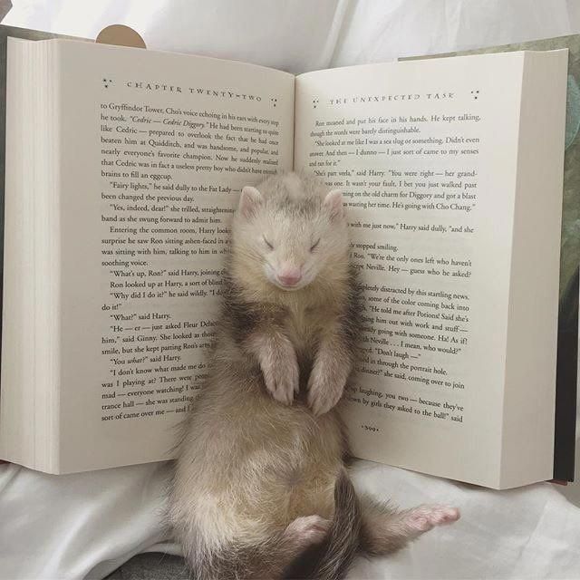 a ferret sitting on top of an open book