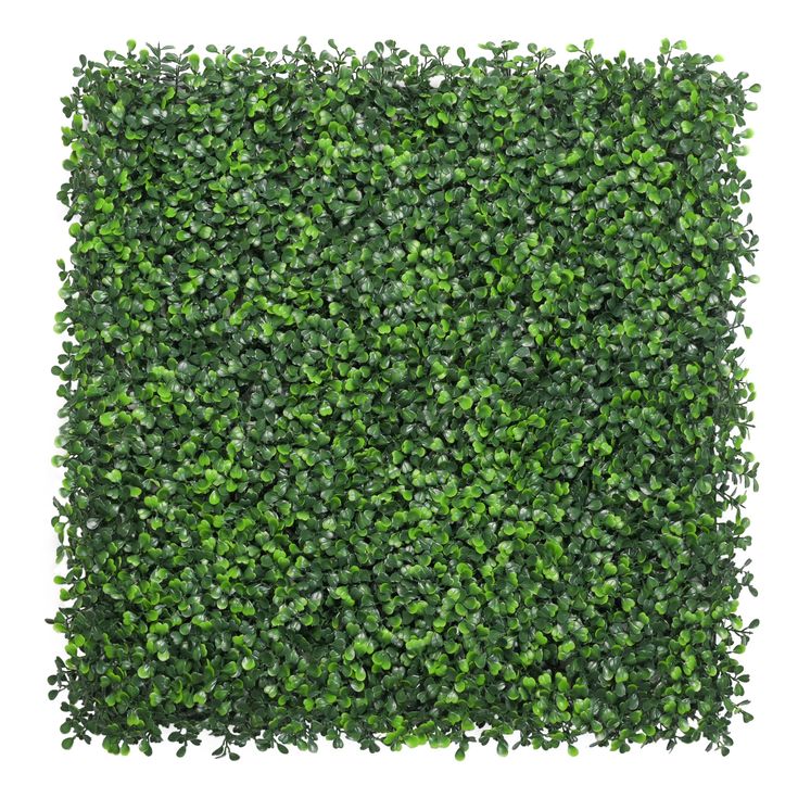 a square shaped boxwood hedge is shown in the shape of a square, with green leaves