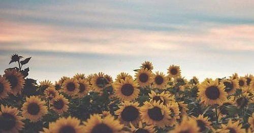 a field full of sunflowers under a cloudy sky