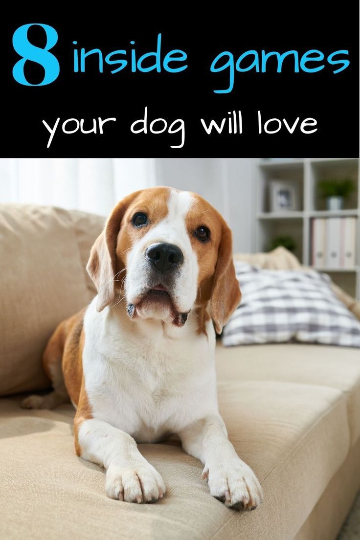 a brown and white dog laying on top of a couch with the words 8 inside games your dog will love