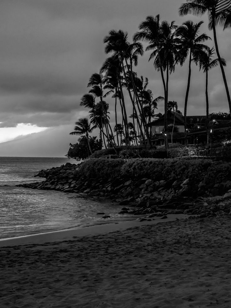 a black and white photo of palm trees on the beach