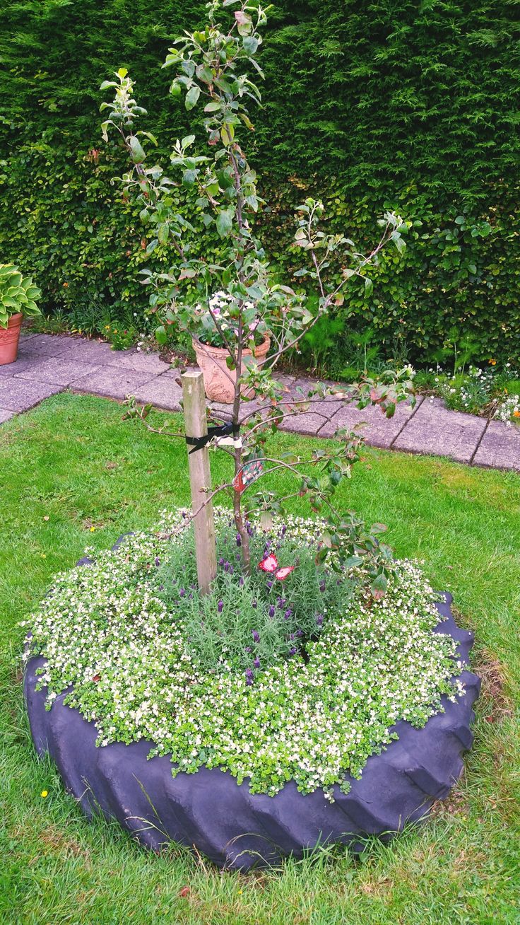 a small tree in the middle of a garden