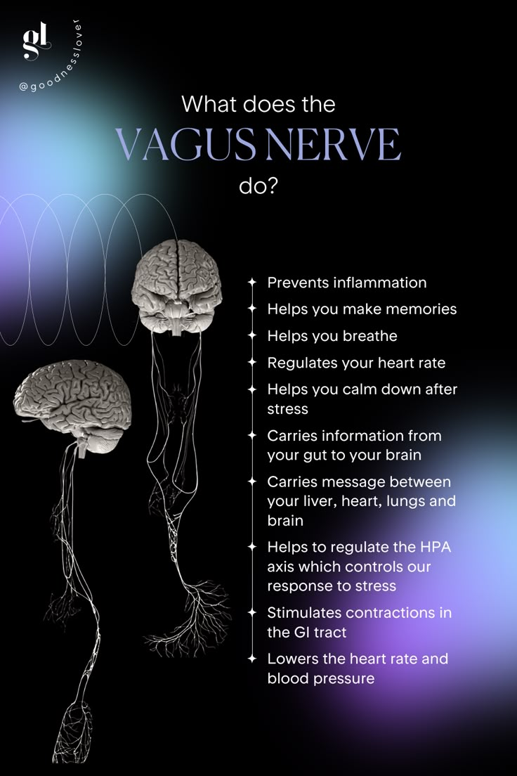 Nervus Vagus, Polyvagal Theory, Nerve Health, Brain Facts, Vagus Nerve, Improve Focus, Medical Knowledge, Anatomy And Physiology, Mental And Emotional Health