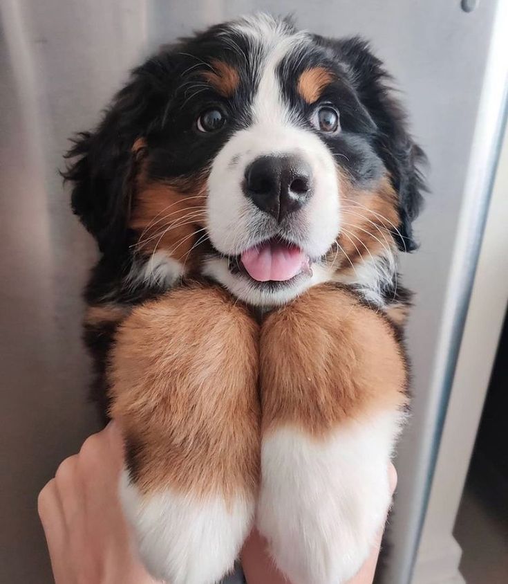 a person holding a puppy up to the camera with its paw on it's chest