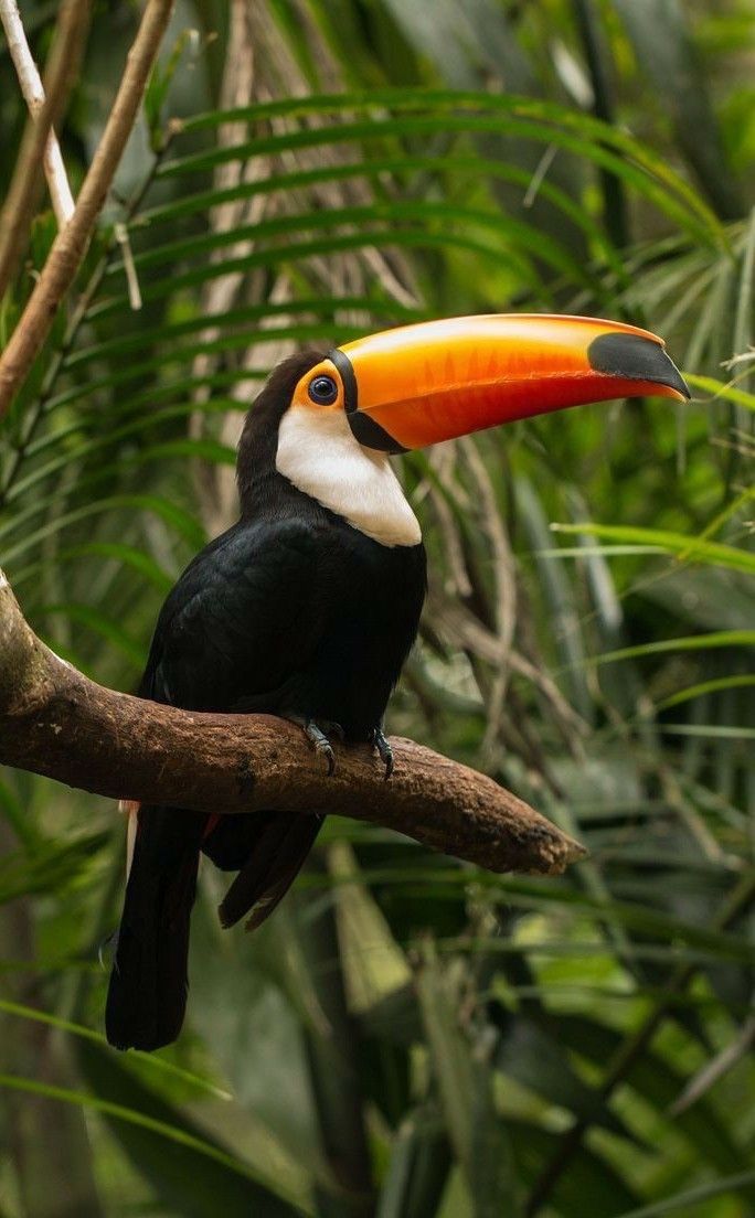 a toucan sitting on a branch in the jungle