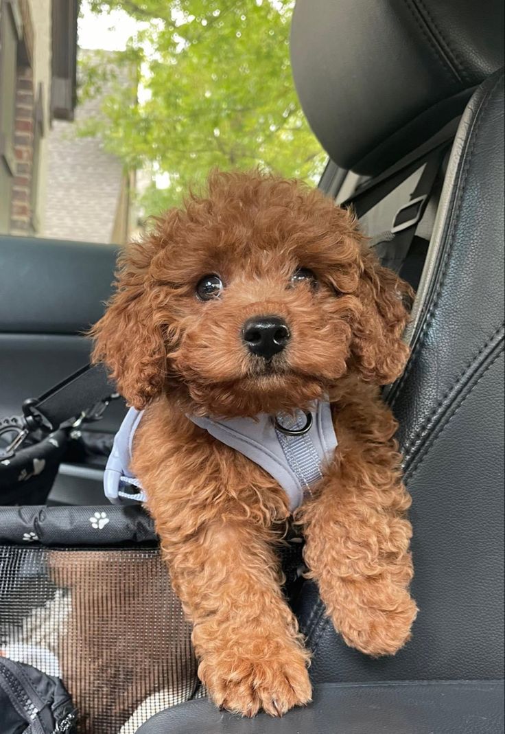 a small brown dog sitting in the back seat of a car, wearing a harness