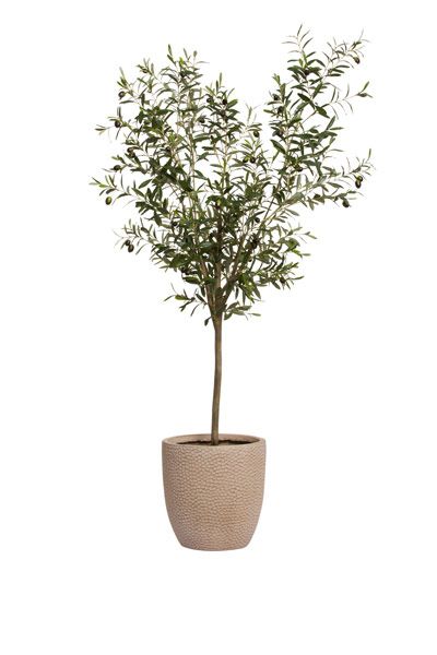 an olive tree in a pot on a white background