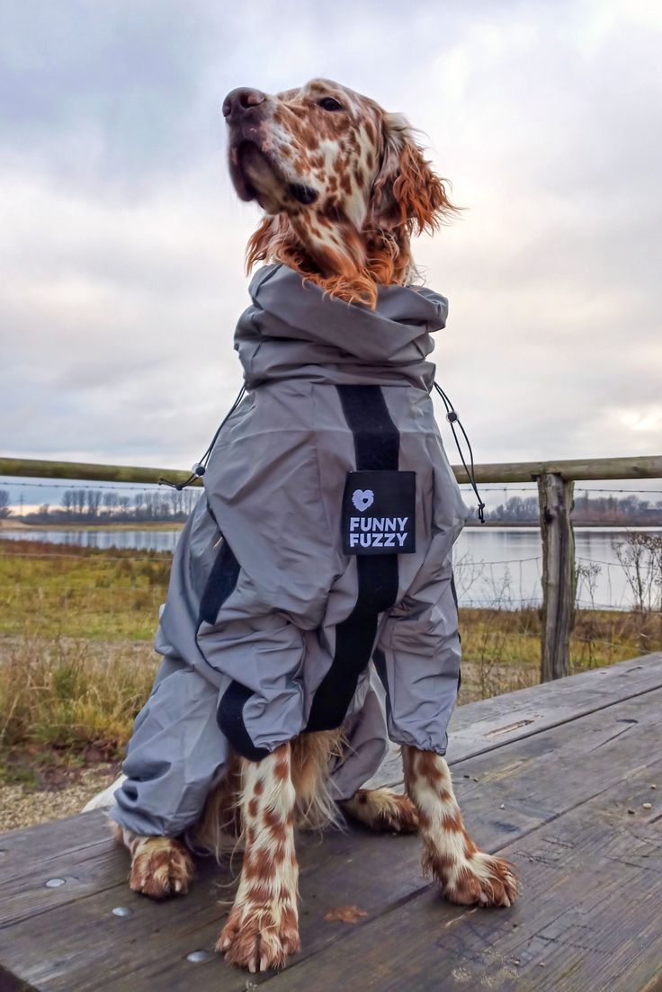 a dog sitting on top of a wooden bench wearing a raincoat and looking up at the sky