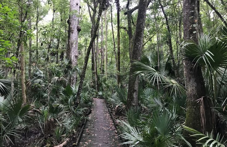 10 Best Hikes and Trails in Ocala National Forest | AllTrails Ocala National Forest, Bike Trail, Trail Maps, Family Trip, Best Hikes, Bike Trails, National Forest, Nature Lovers, Bike Ride