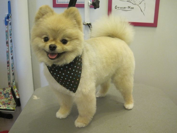 a small white dog with a black bandana on it's neck standing on a table