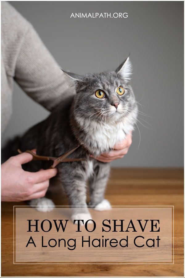 a person holding a cat with the caption how to shave a long haired cat