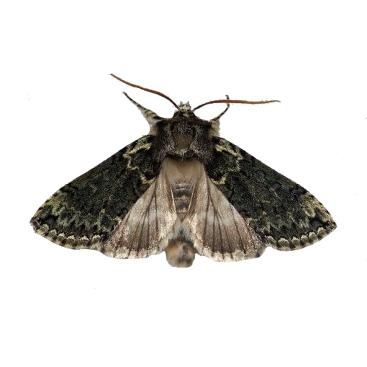 a close up of a moth on a white background