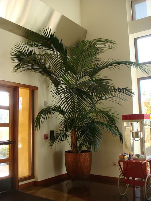 a large palm tree sitting in the corner of a room next to a door and window