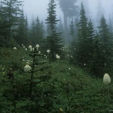 foggy forest with tall pine trees and white flowers