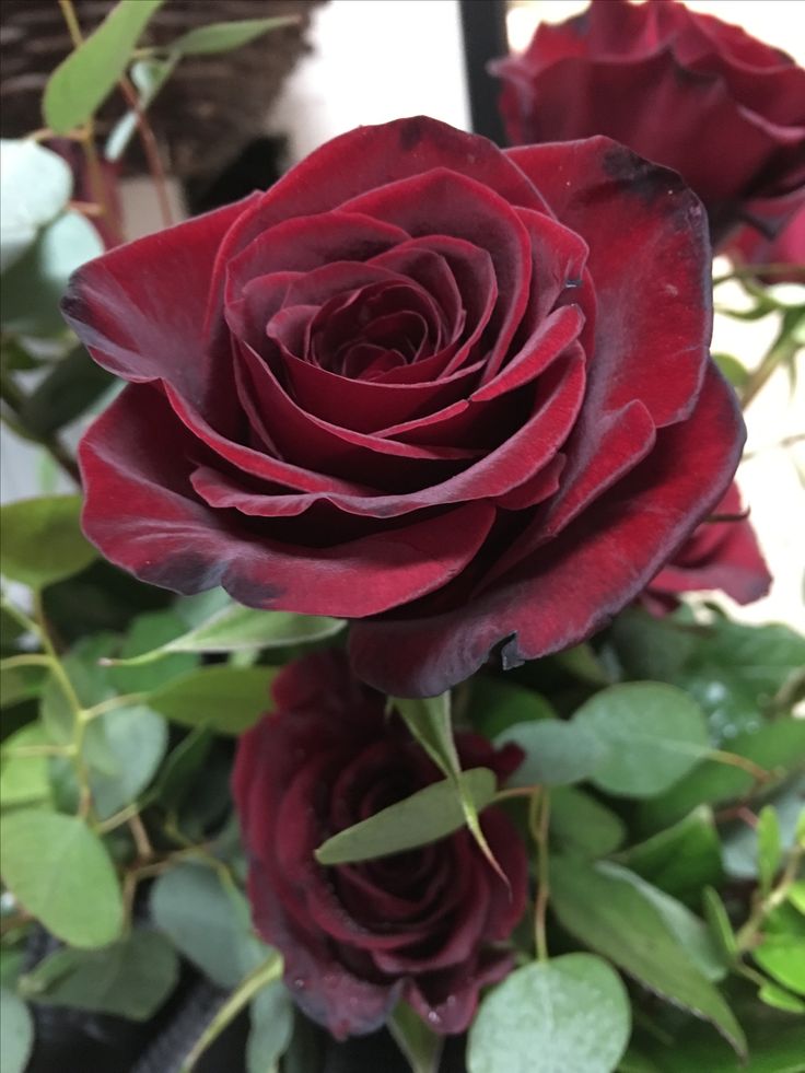 a bunch of red roses with green leaves