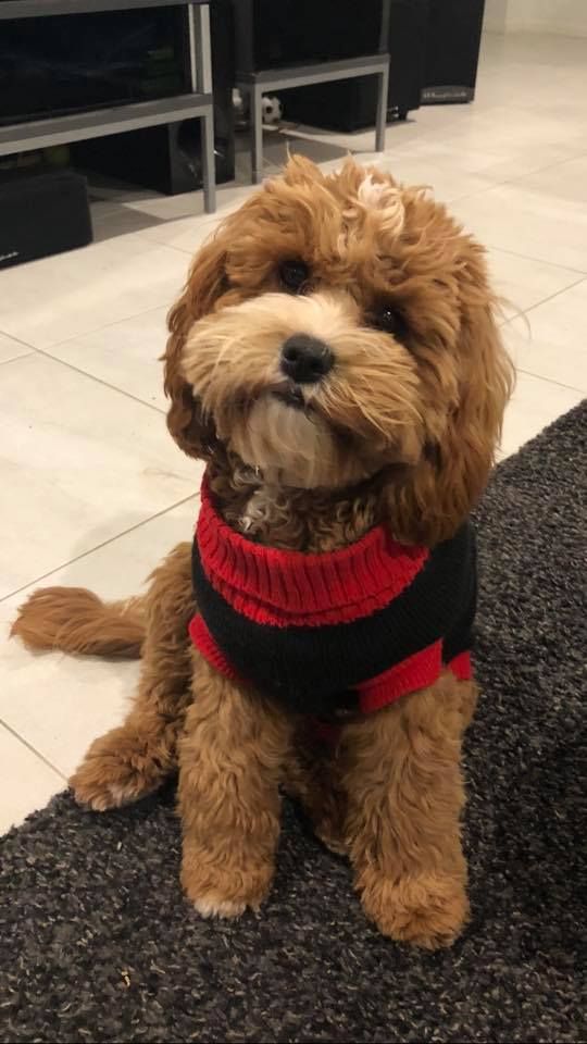 a brown dog wearing a red and black sweater sitting on the floor in front of a tv