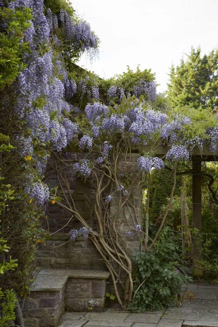 purple flowers growing on the side of a stone wall next to a bench and trellis