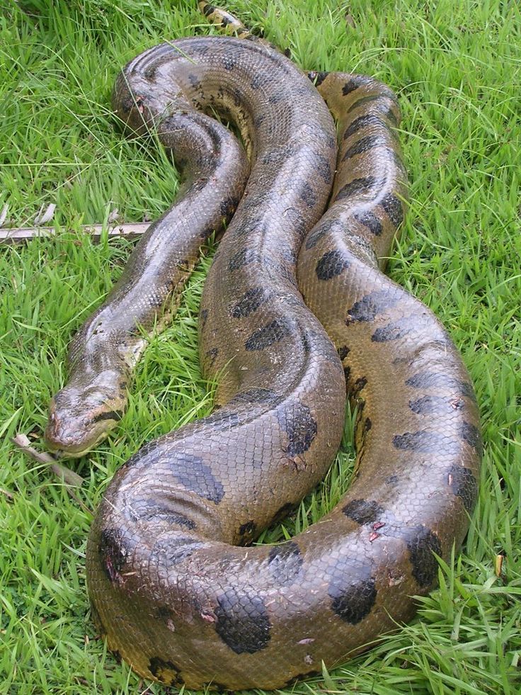 a large snake is laying on the grass