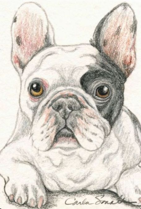 a drawing of a french bulldog sitting down