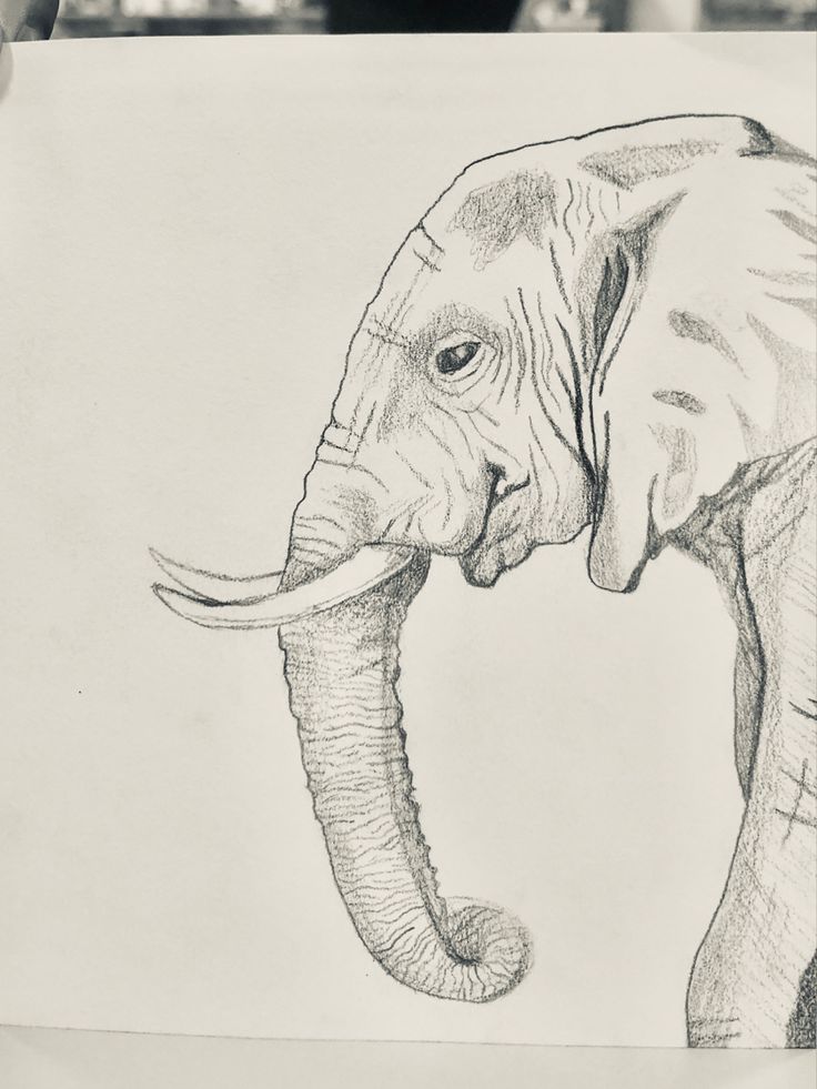 a pencil drawing of an elephant with tusks