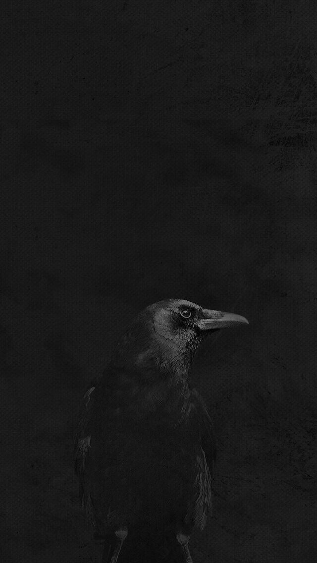 a black and white photo of a bird