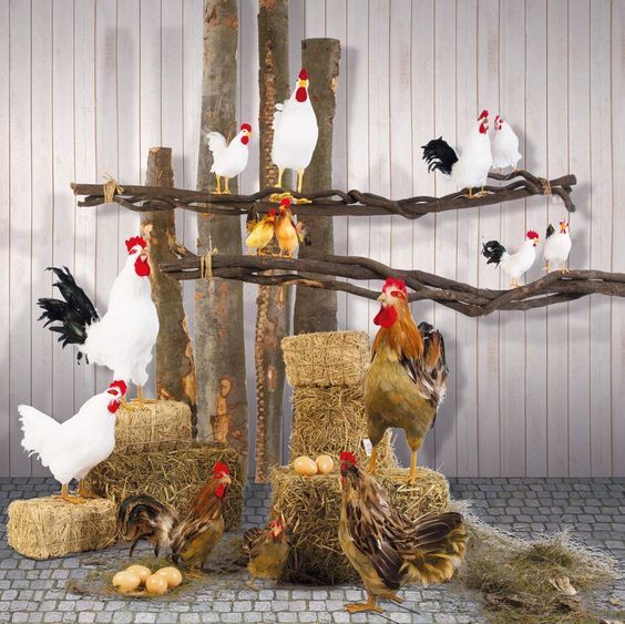 chickens and roosters are standing around hay bales